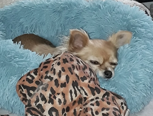 dringend neues Zuhause Chihuahua Dame
