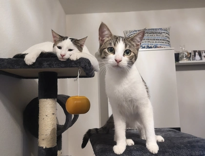 Mia & Charlie suchen neues liebevolles Zuhause