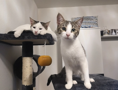 Mia & Charlie suchen neues liebevolles Zuhause