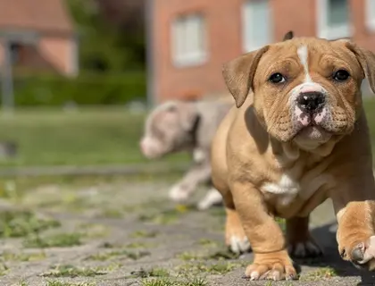 American Bully Welpe