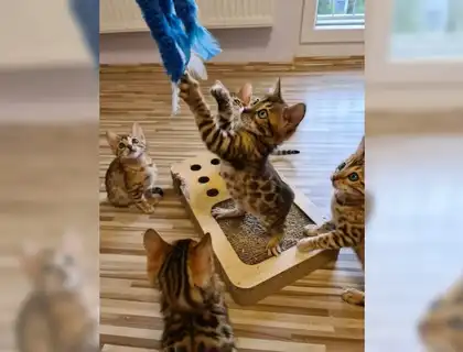 Bengalkitten mit Stammbaum