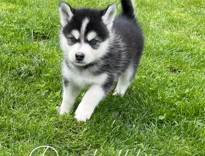 Hunde Welpen Pomsky pomeranian Husky