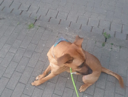 Liebevoller Hund