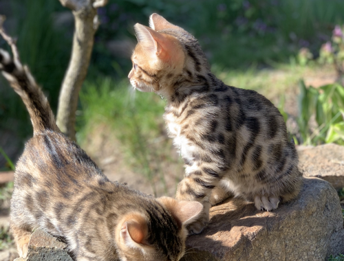 Bengal Kitten vom 22.2.22