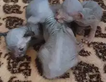 Sphynx katze kitten zu verkaufen
