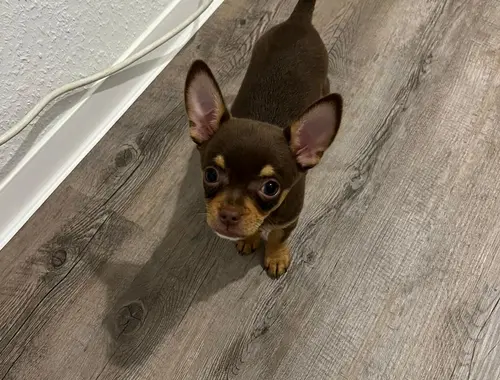 Chihuahua Welpe Rüde 12 Wochen