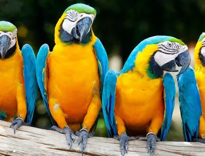 Ara-Papageien zur Adoption