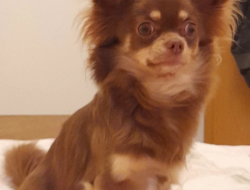 Chihuahua Mädchen