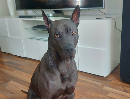 Thai Ridgeback