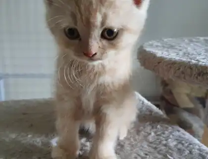 Britisch Kurzhaar Kitten
