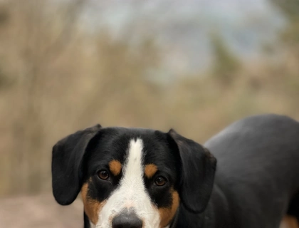 Entlebucher Sennenhund