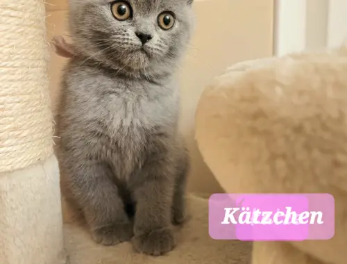 BKH-Kitten