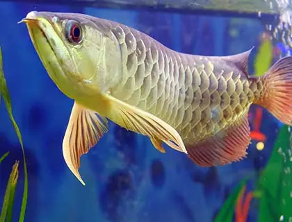 Top Arowana zu verkaufen