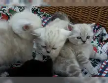 BKH Kitten suchen ein neues Zuhause