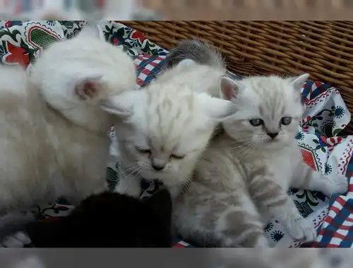 BKH Kitten suchen ein neues Zuhause
