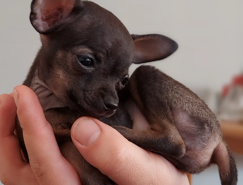 Chihuahua-Welpen. Miniatur