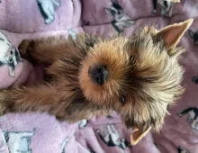 ocean Pearl Yorkshire Terrier Welpen abzugeben