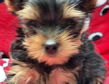 Yorkshire Terrier Welpen abzugeben