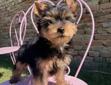 Yorkshire Terrier Rüde und Hündin