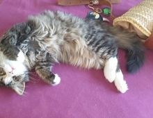 Maine Coon - Perser Mix Kater