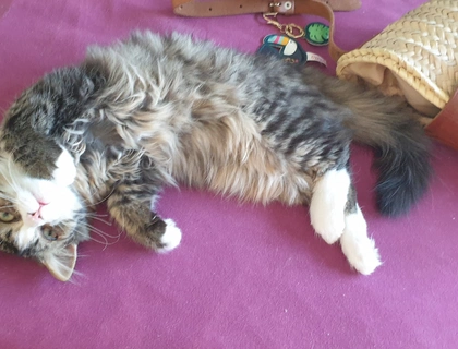 Maine Coon - Perser Mix Kater