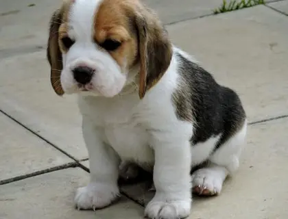 Beagle Welpen