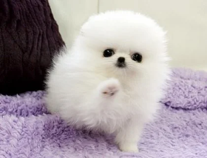 Pomeranian Welpen zum