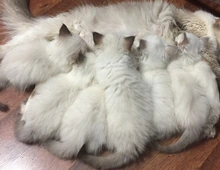 Ragdoll Kitten suchen ein neues Zuhause