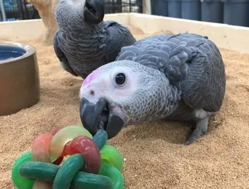 2 GRAUPAPAGEIEN Zu verkaufen oder tauschen gegen andere Papageien
