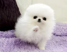 Schöne Pomeranian Welpen