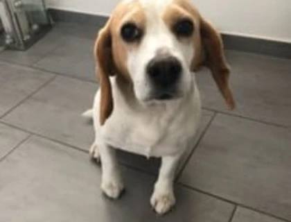 Beagle Hündin Mila