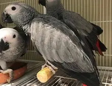 Grau papageien  paar