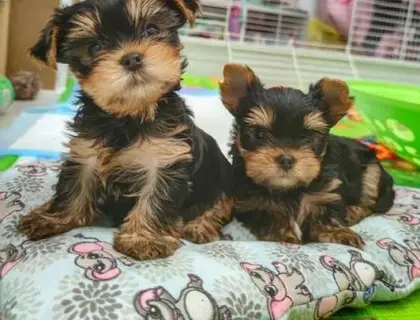 Yorkshire Terrier Welpe