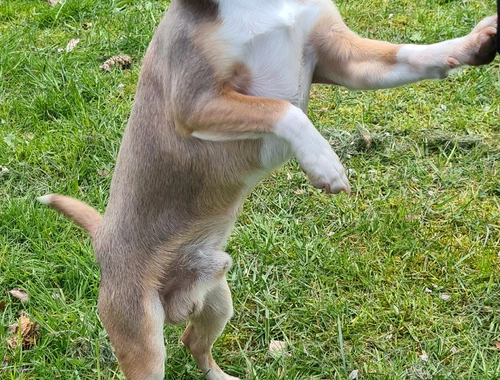 Deckrüde Chihuahua