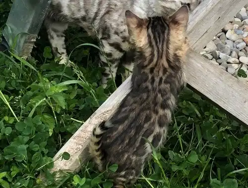 Bengal Kitten Charcoal purebred TICACats pedigree