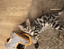 Bengal Kitten purebred  pedigree