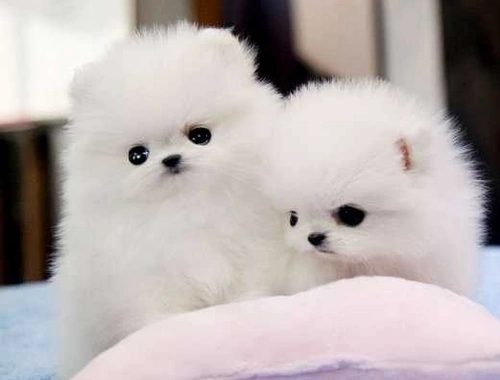 Mini Zwergspitz Pomeranian Babys