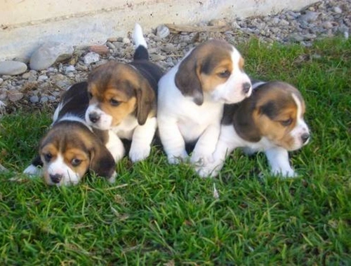 Süsse Wunderschöne Beagle Welpen mit Papiere suchen ein zuhause