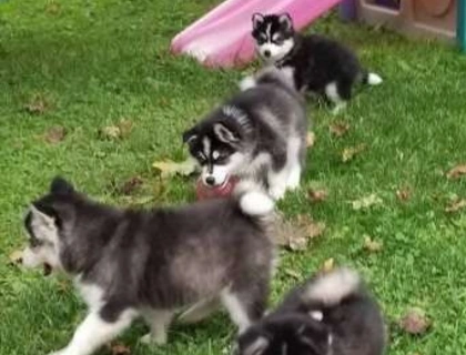 Süsse Wunderschöne Siberian Husky Welpen mit papieren