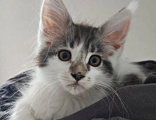 Maine coon kitten/ Reinrassig