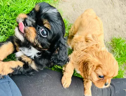 Cavalier King Charles Spaniel