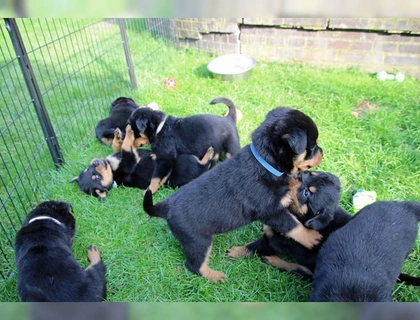 Zuckersüsse Rottweiler Welpen