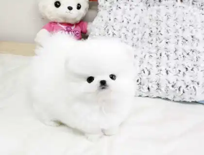 Pomeranian Zwergspitz pom Zwerg Mini BOO