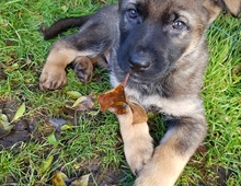 Deutsche Schäferhunde Welpen