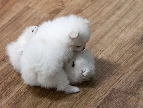 Mini Pomeranian Miniaturspitz welpen