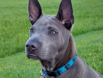 Thai Ridgeback Welpe