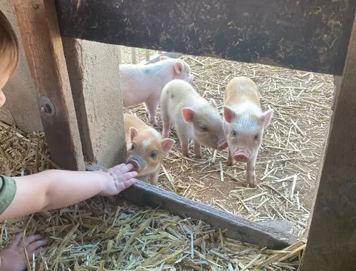 Minischweine