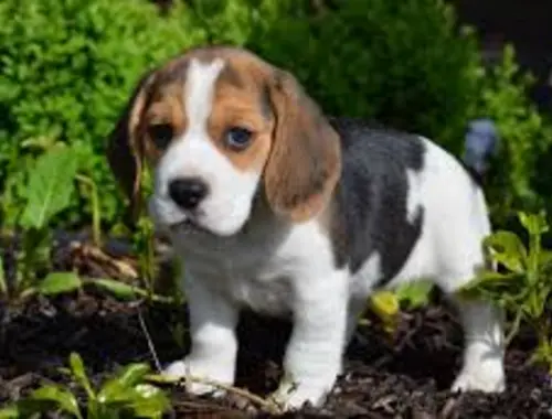 Wunderschöne Beagle-Welpen für ein gutes Zuhause
