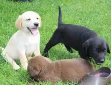Wunderschöne Labrador Welpen zur Adoption