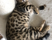 Bengal Mädchen